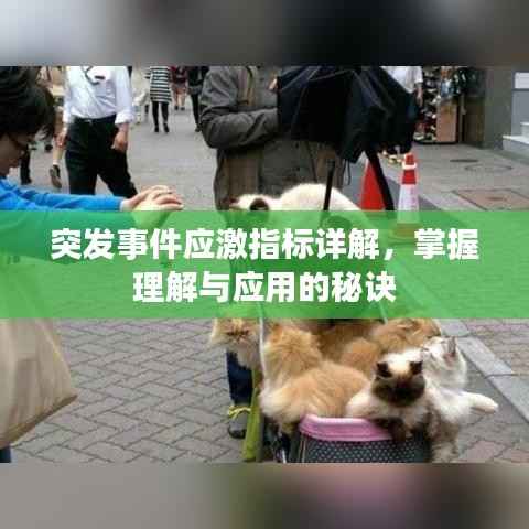 突发事件应激指标详解,掌握理解与应用的秘诀