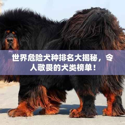 世界危险犬种排名大揭秘,令人敬畏的犬类榜单!