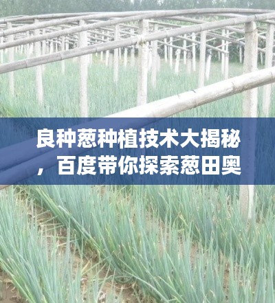 良种葱种植技术大揭秘,百度带你探索葱田奥秘!