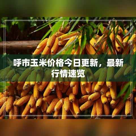 呼市玉米价格今日更新,最新行情速览