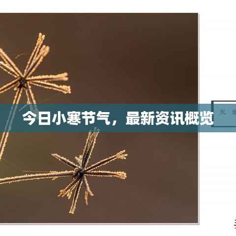 今日小寒节气,最新资讯概览