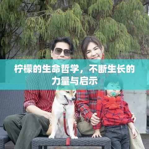 柠檬的生命哲学,不断生长的力量与启示