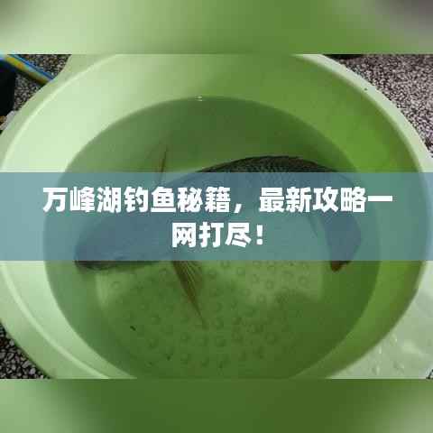 万峰湖钓鱼秘籍,最新攻略一网打尽!